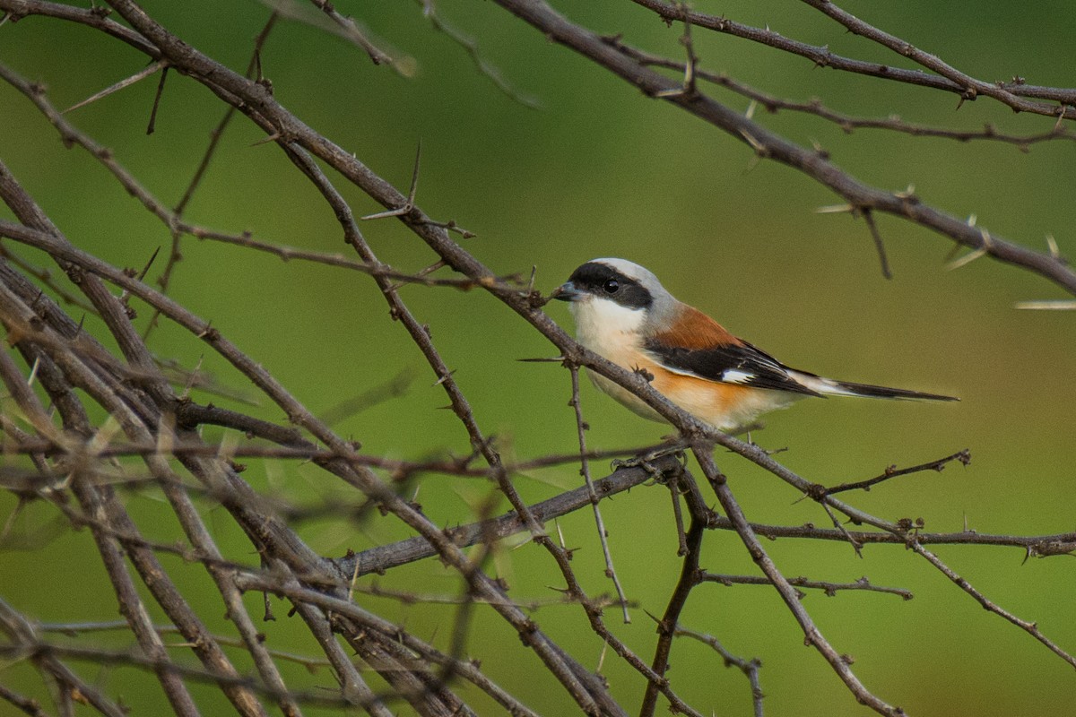 Bay-backed Shrike - ML620630905