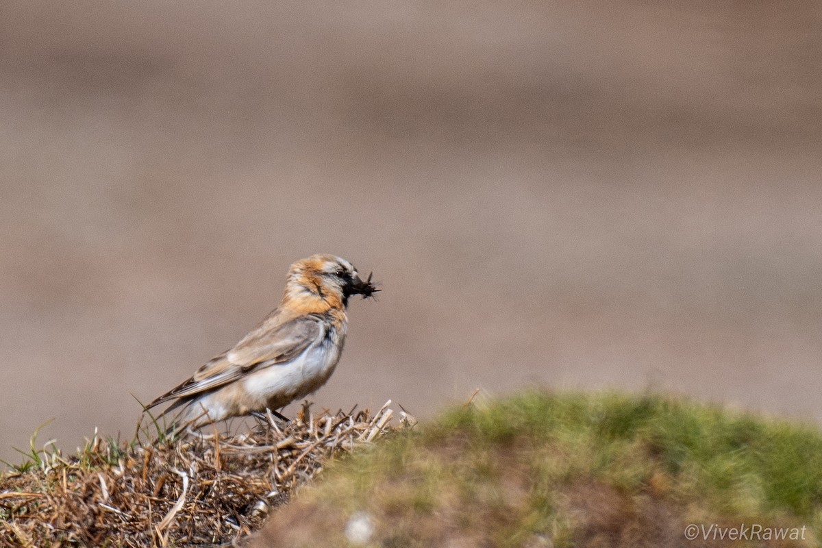 Blanford's Snowfinch - ML620630911