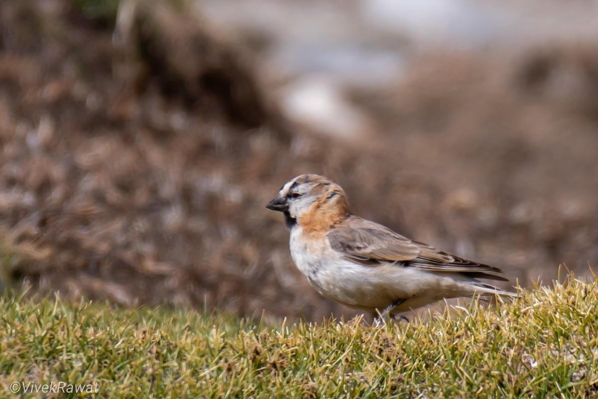 Blanford's Snowfinch - ML620630912