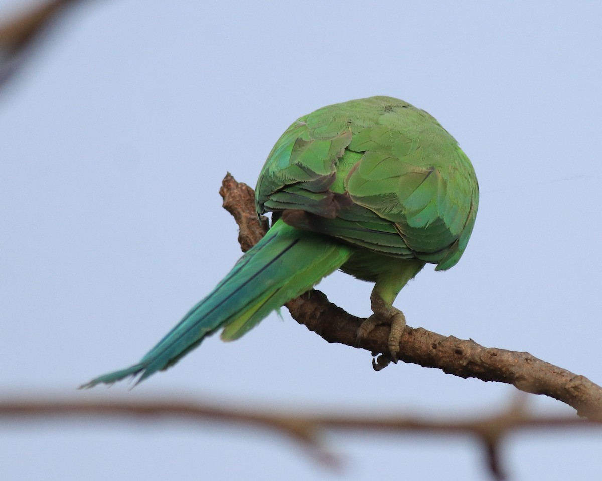 Yeşil Papağan - ML620630914
