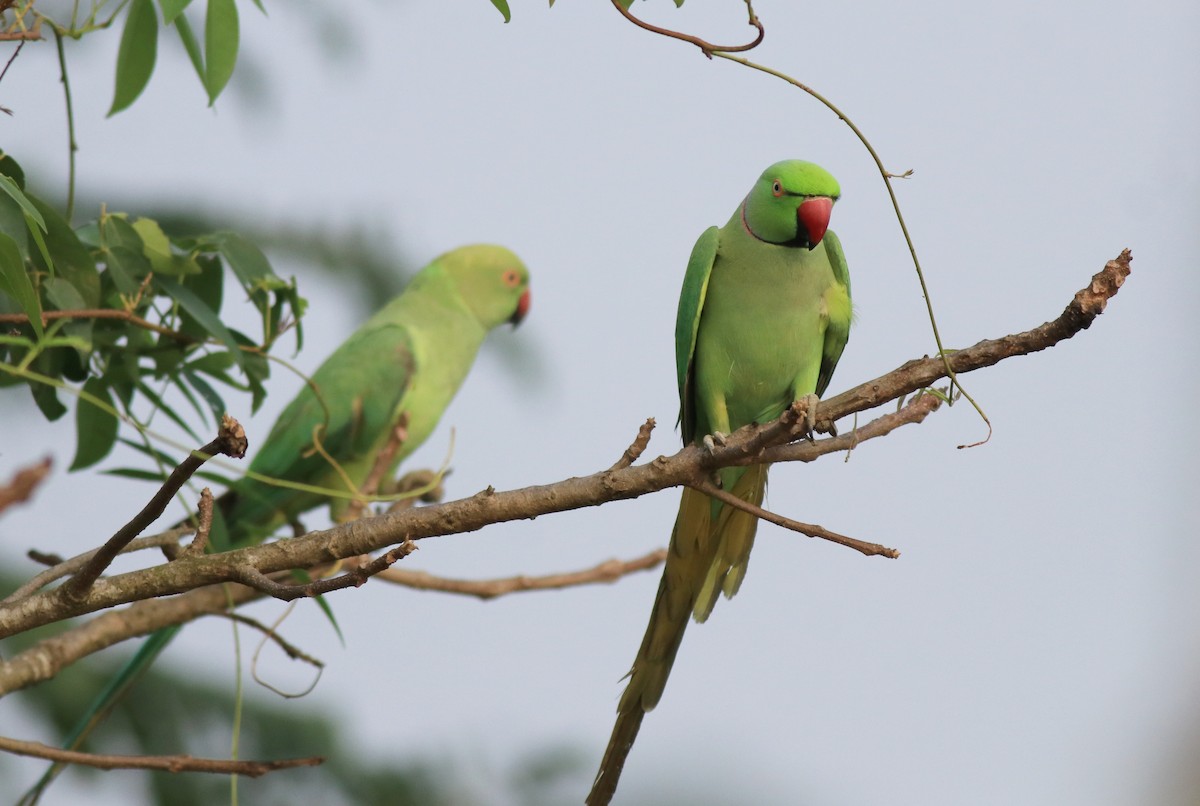 Rose-ringed Parakeet - ML620630915