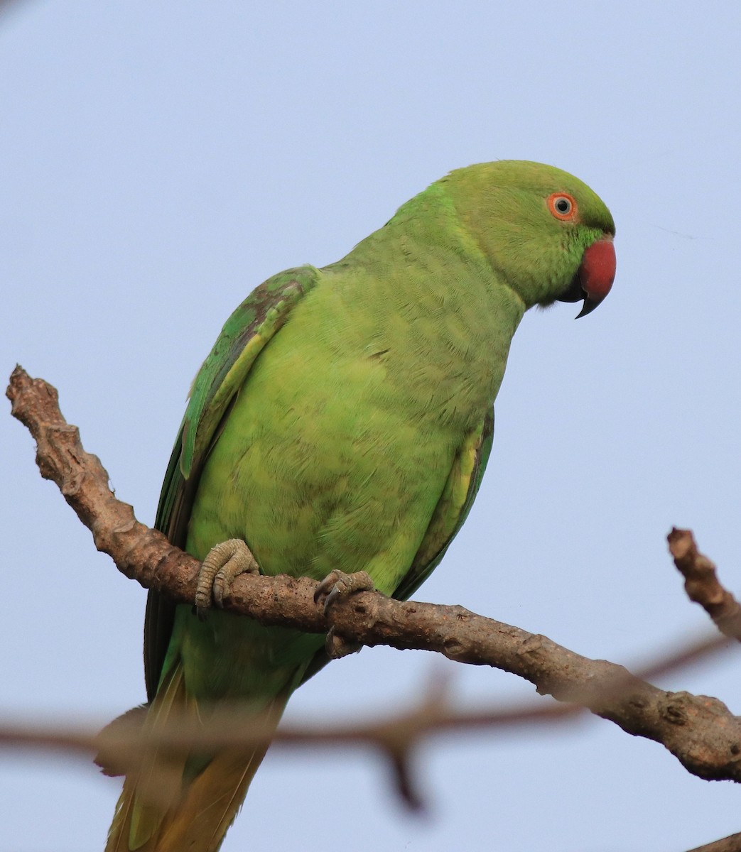 Rose-ringed Parakeet - ML620630916