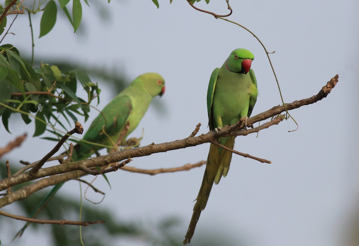 Rose-ringed Parakeet - ML620630921