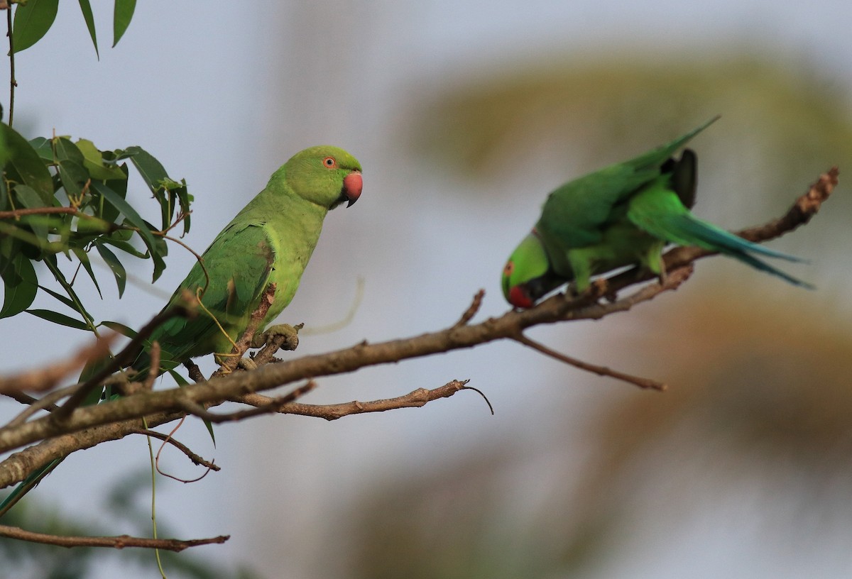 Rose-ringed Parakeet - ML620630925