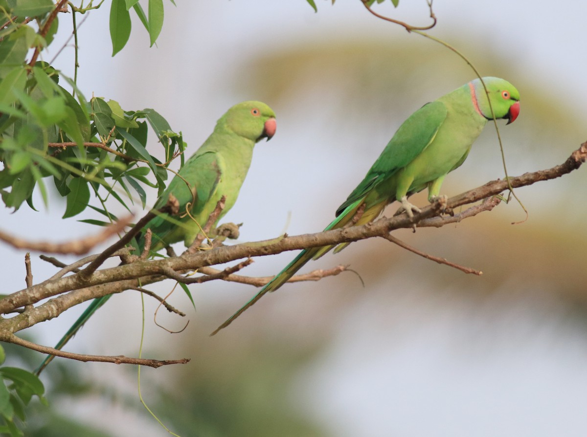 Rose-ringed Parakeet - ML620630926