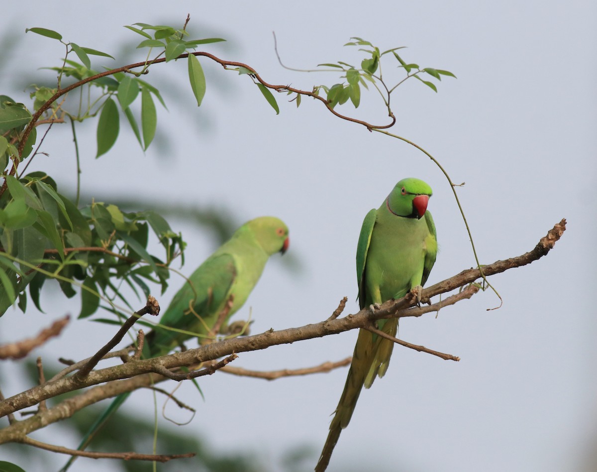 Rose-ringed Parakeet - ML620630927