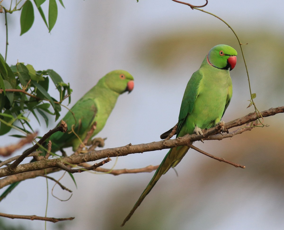 Rose-ringed Parakeet - ML620630928