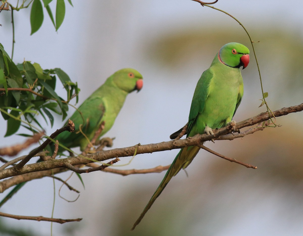 Rose-ringed Parakeet - Afsar Nayakkan