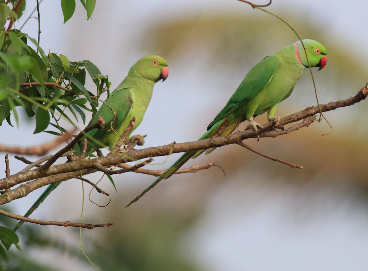 Rose-ringed Parakeet - ML620630934