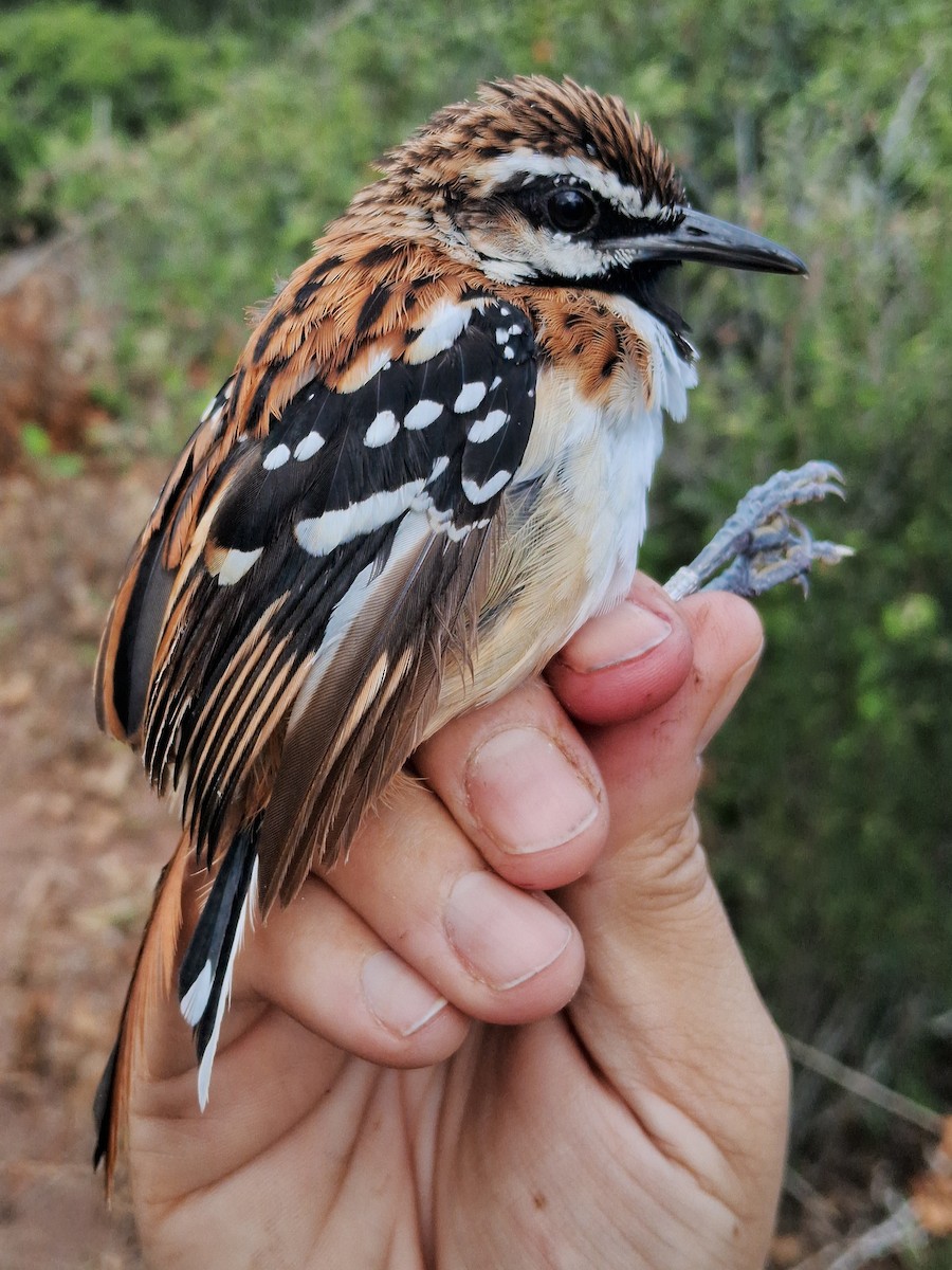 Stripe-backed Antbird - ML620630939