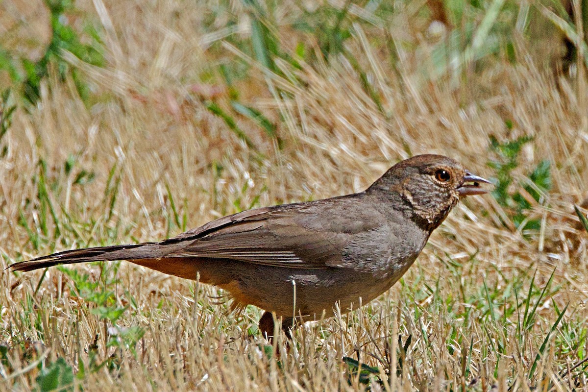 California Towhee - ML620630950