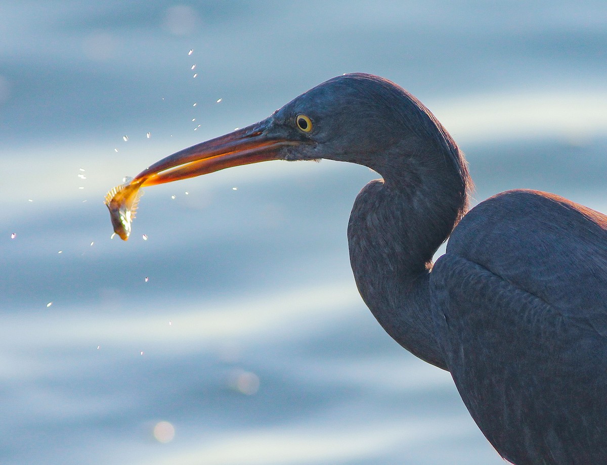 Pacific Reef-Heron - ML620630953