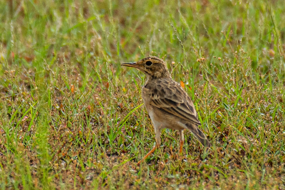 Paddyfield Pipit - ML620630959