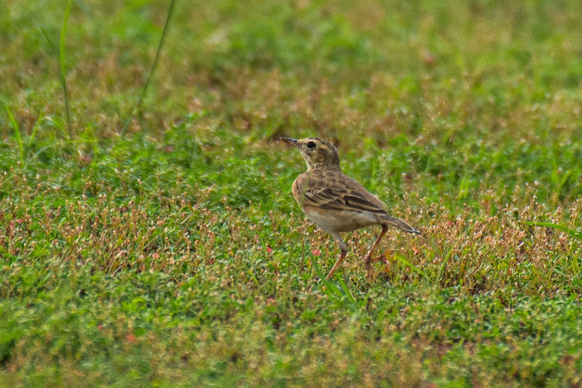 Paddyfield Pipit - ML620630960