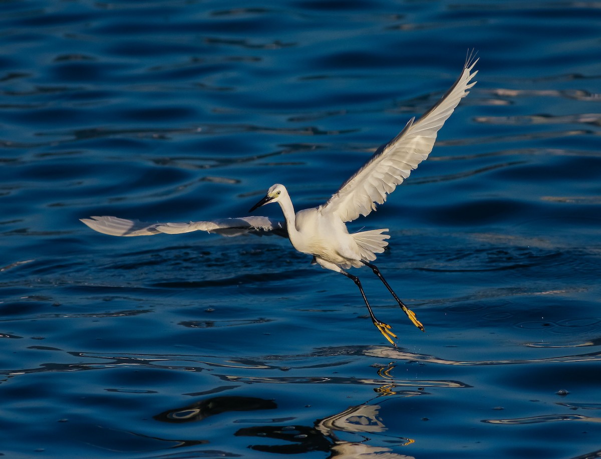 Little Egret - Neoh Hor Kee