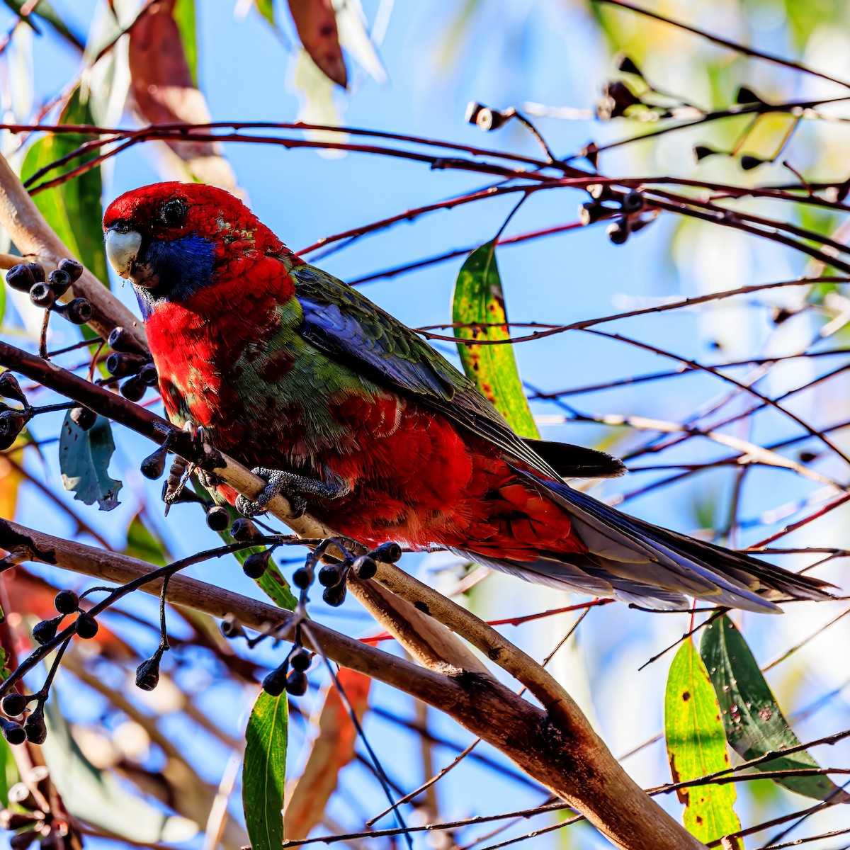 Crimson Rosella - ML620630963