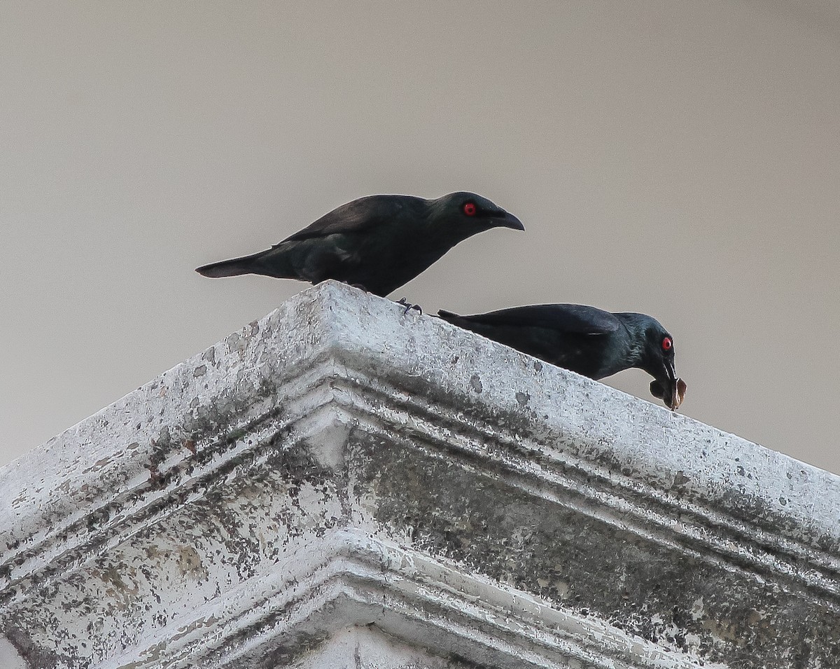 Asian Glossy Starling - ML620630966