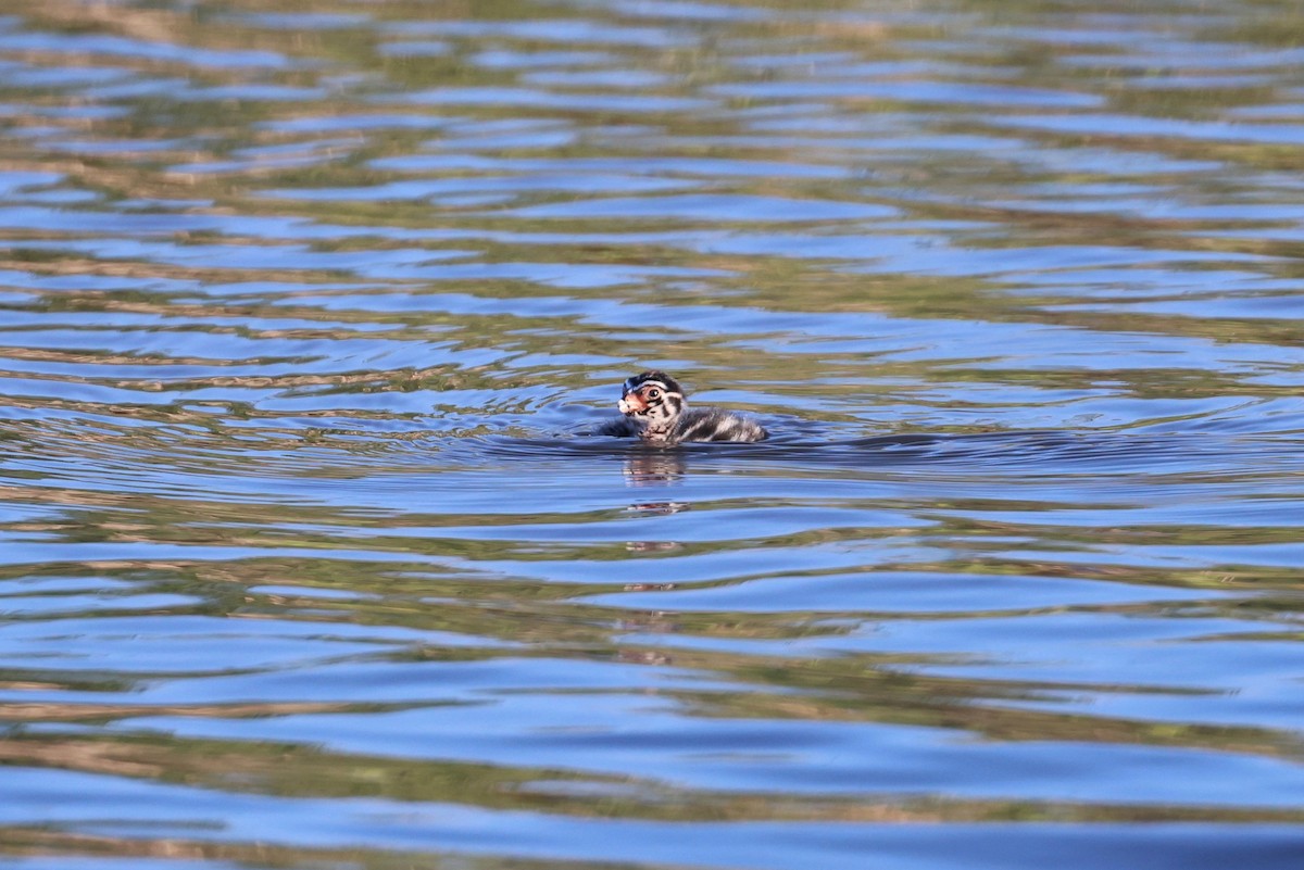 Pied-billed Grebe - ML620630967