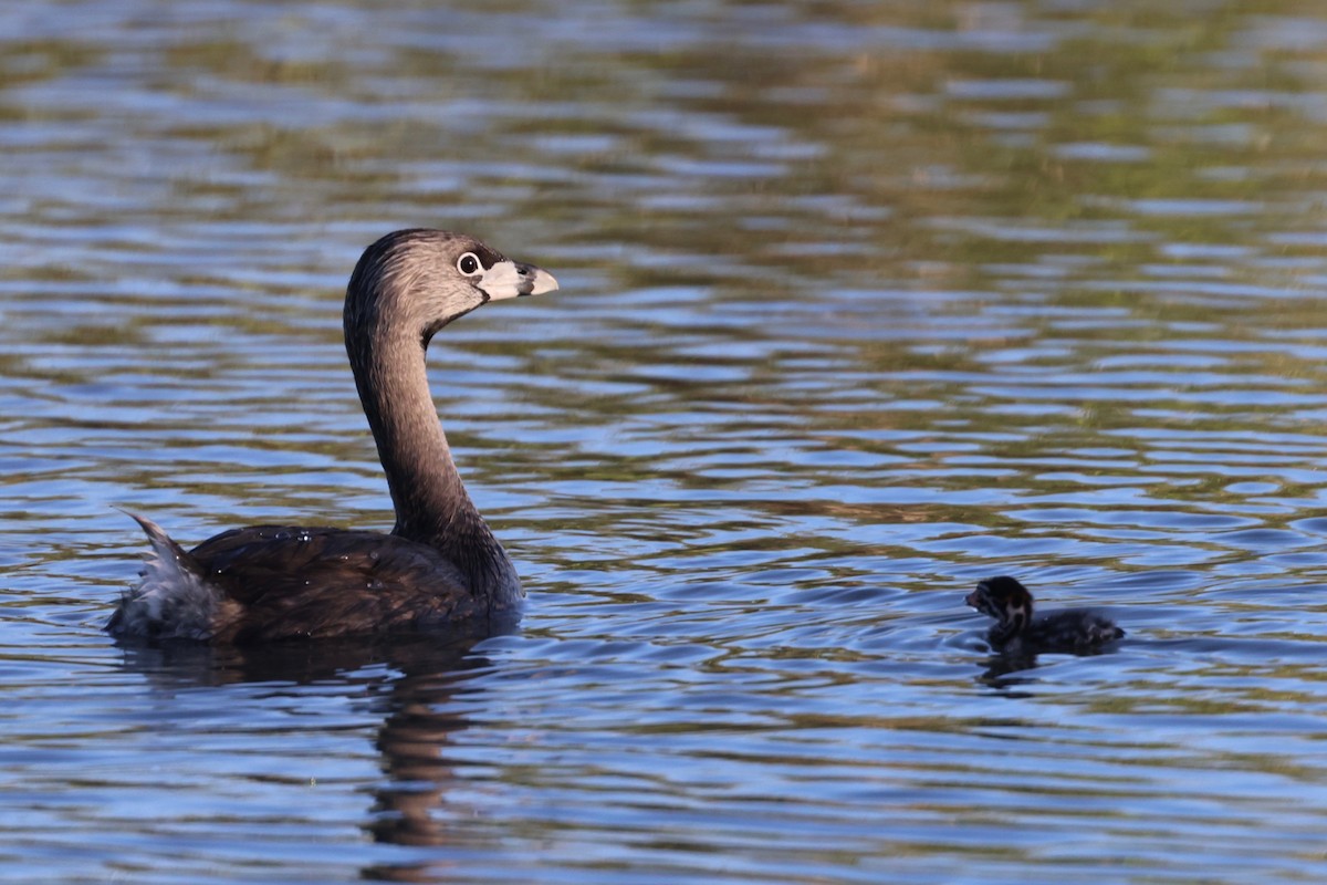 Pied-billed Grebe - ML620630975