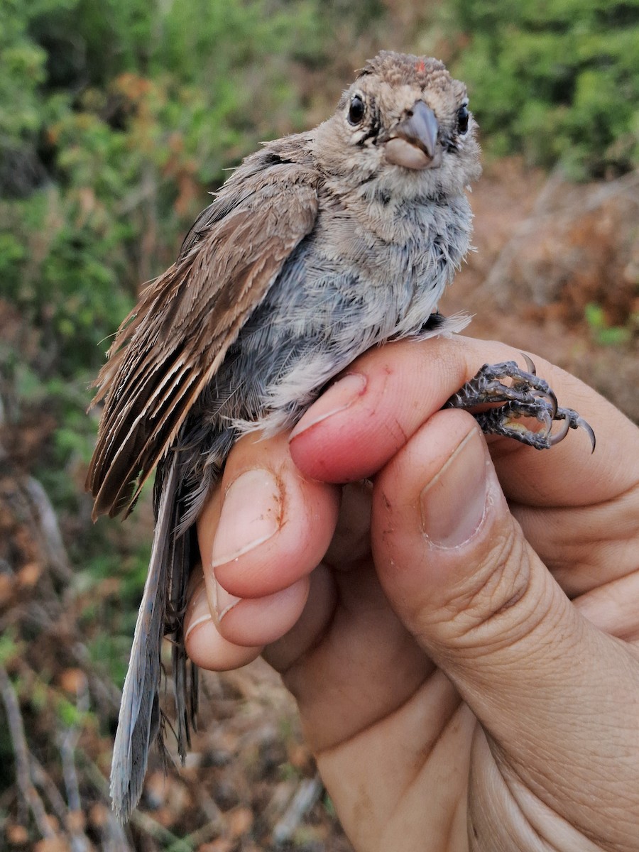 Pileated Finch - ML620630979