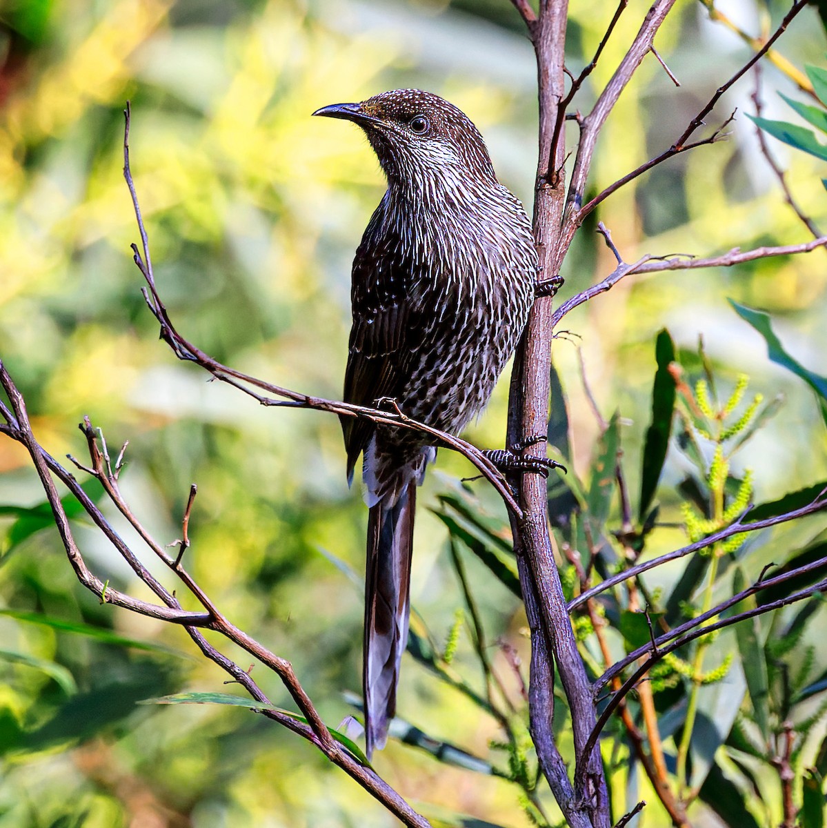 Little Wattlebird - ML620630981