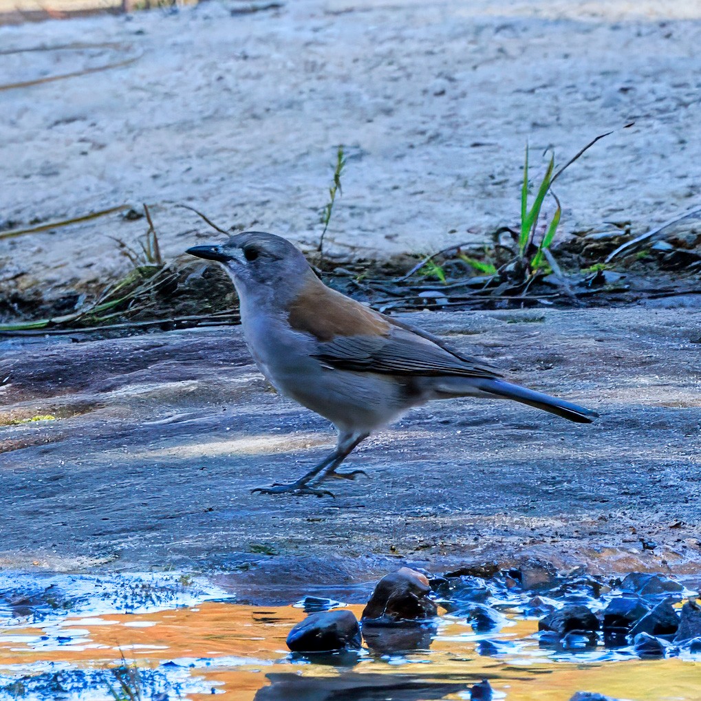 Gray Shrikethrush - ML620630989