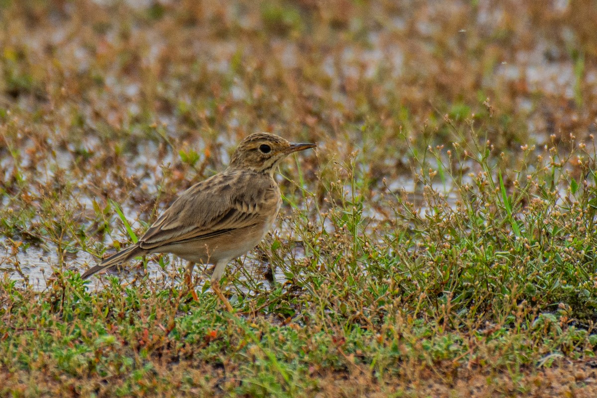 Paddyfield Pipit - ML620630990