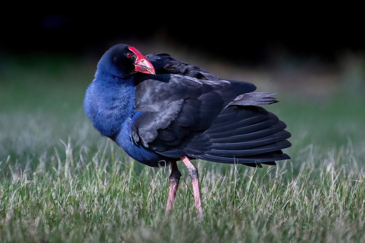 Australasian Swamphen - ML620630991