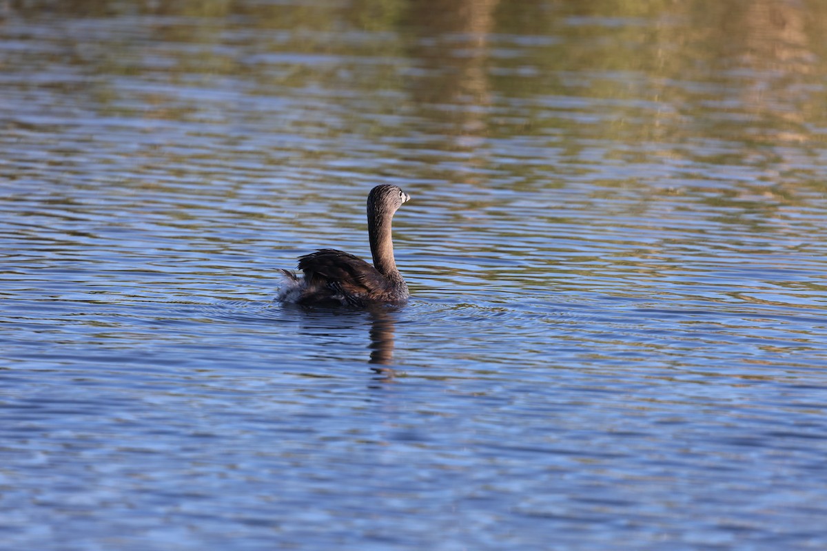 Pied-billed Grebe - ML620630992