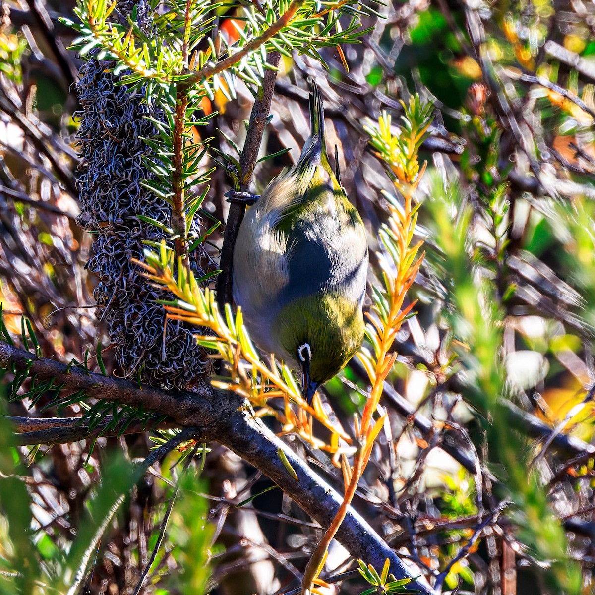 Silvereye - ML620631000