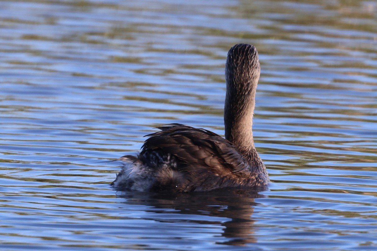 Pied-billed Grebe - ML620631002