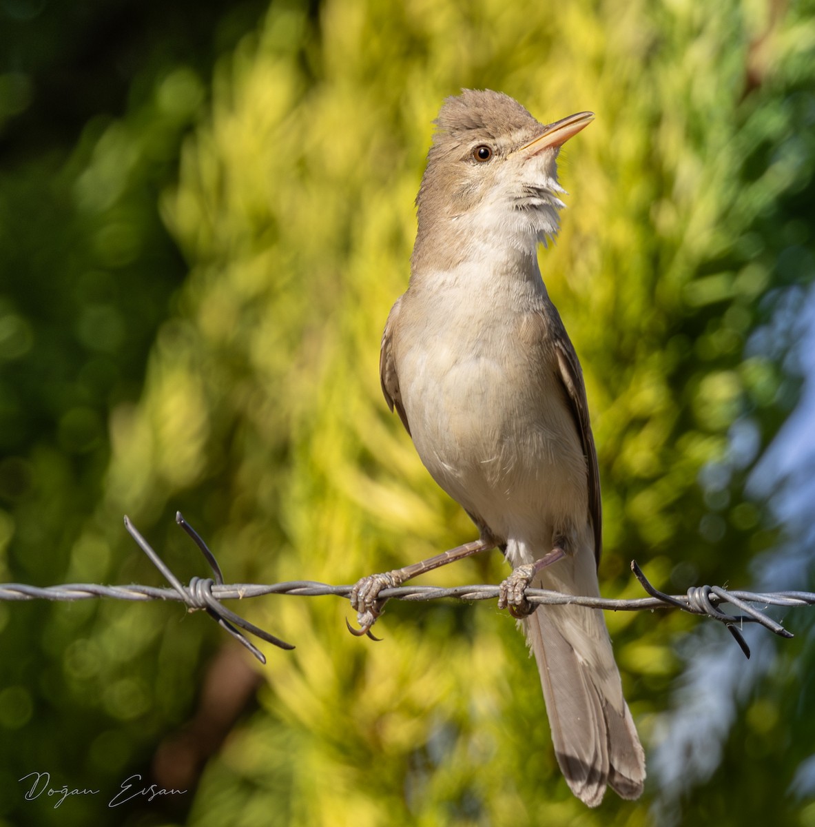 Eastern Olivaceous Warbler - ML620631004