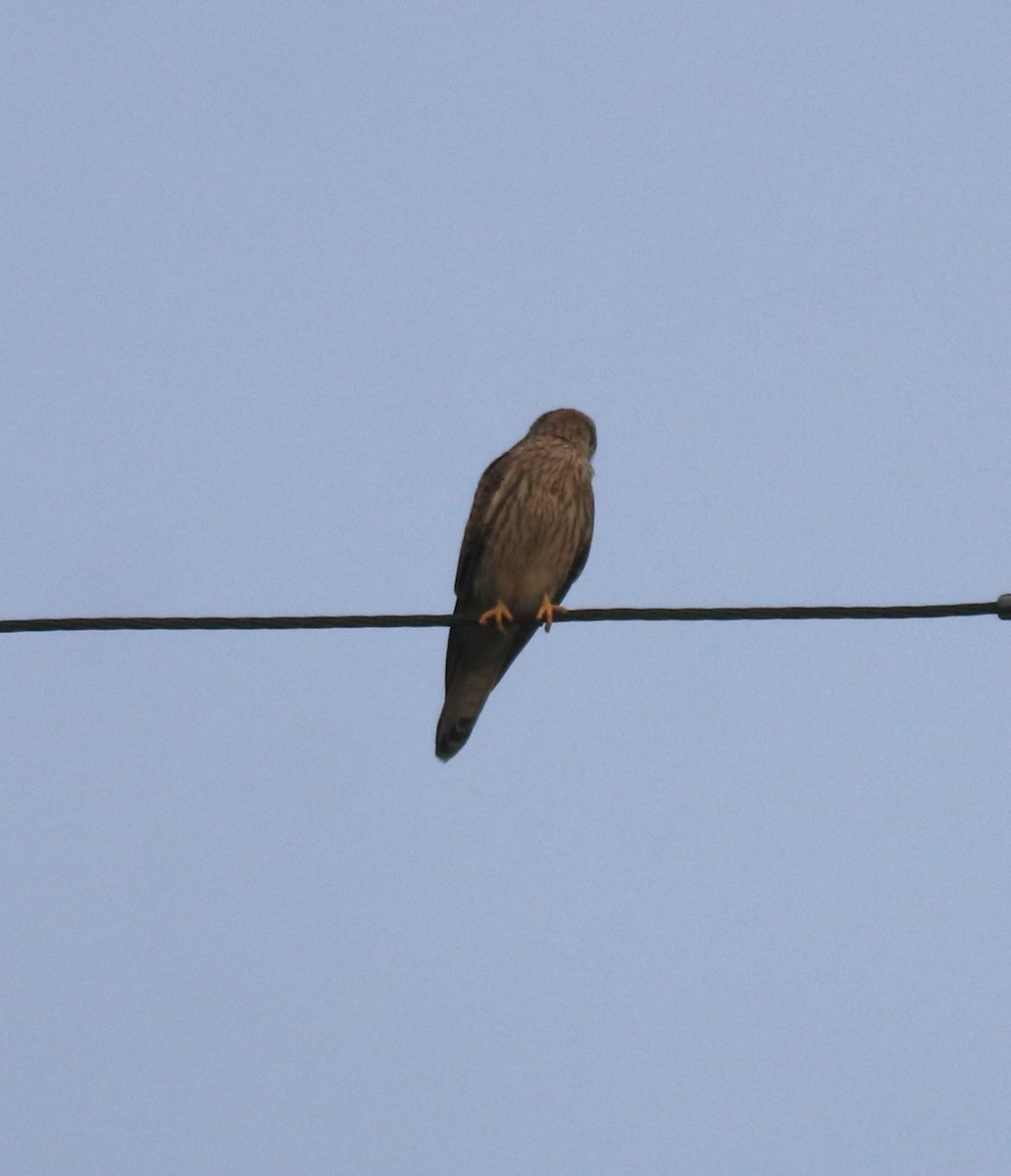 Eurasian Kestrel - Afsar Nayakkan