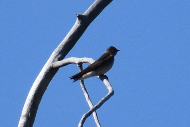 Northern Rough-winged Swallow - Sydney Gerig