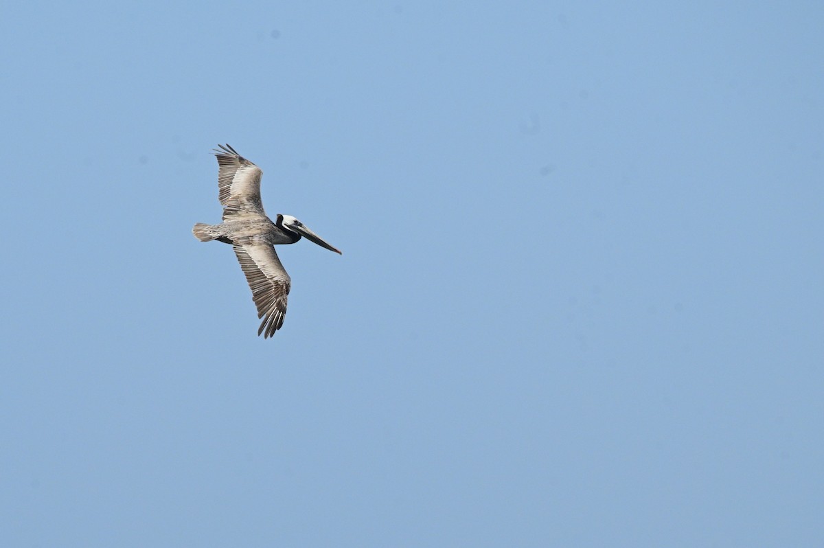 Brown Pelican - ML620631018