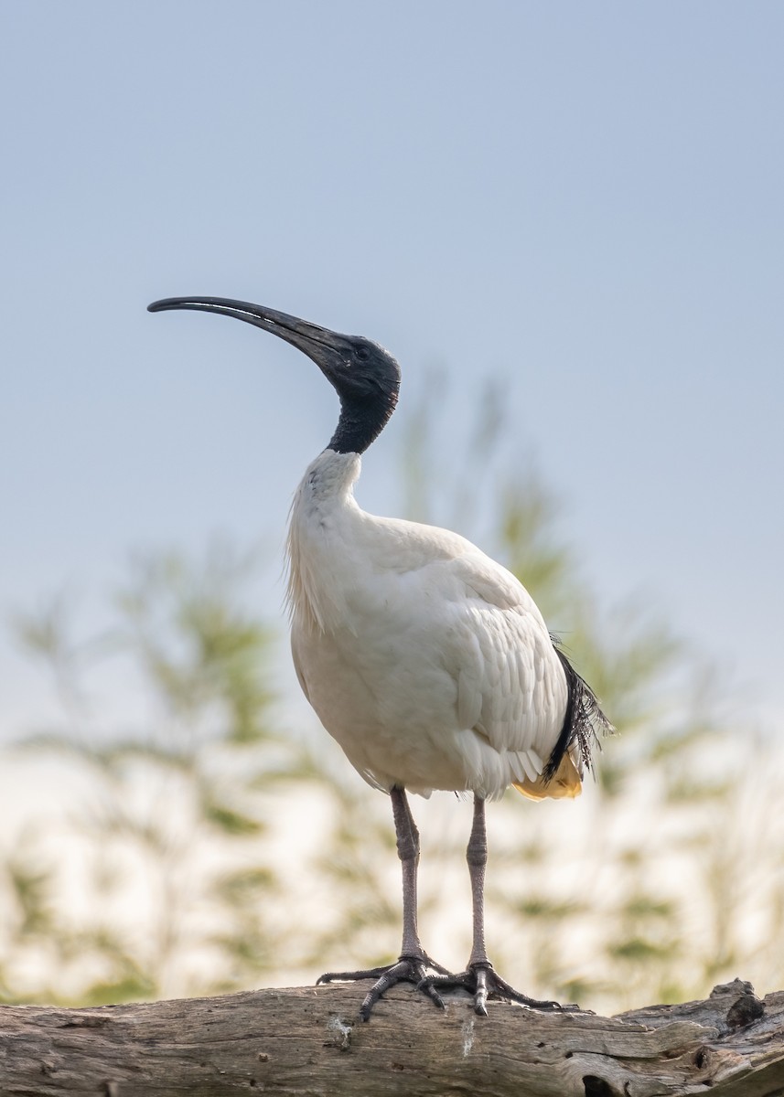 Ibis à cou noir - ML620631019