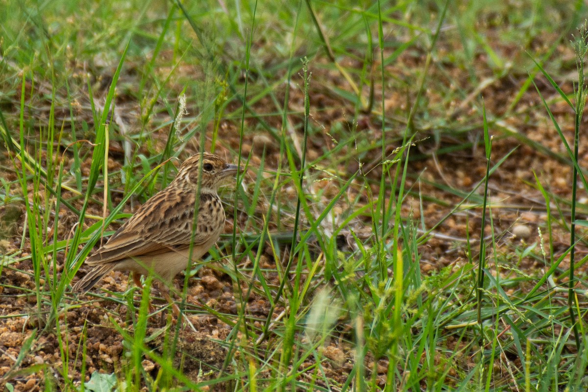 Jerdon's Bushlark - ML620631021