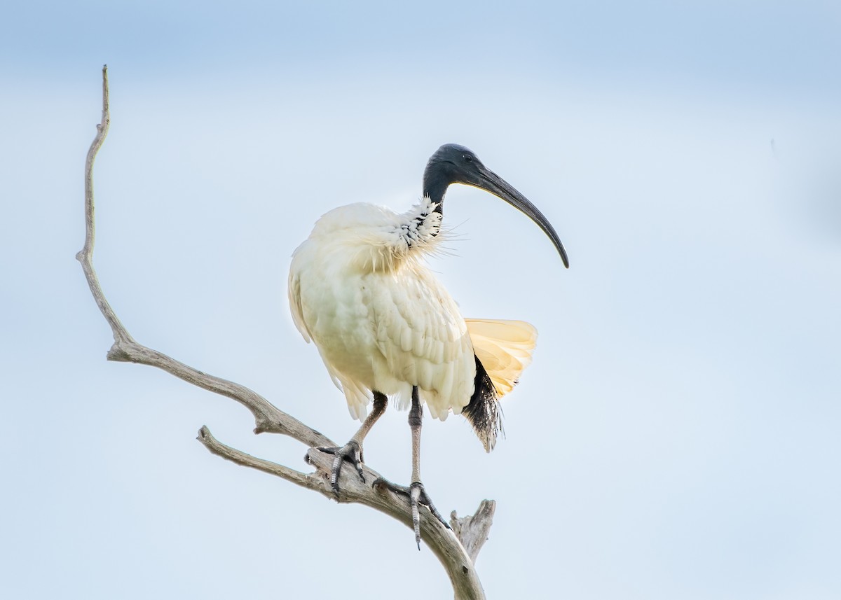 Ibis Moluqueño - ML620631022