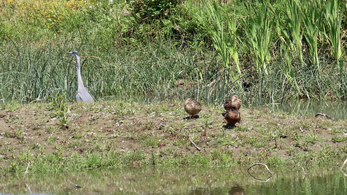 Garza Azulada - ML620631024