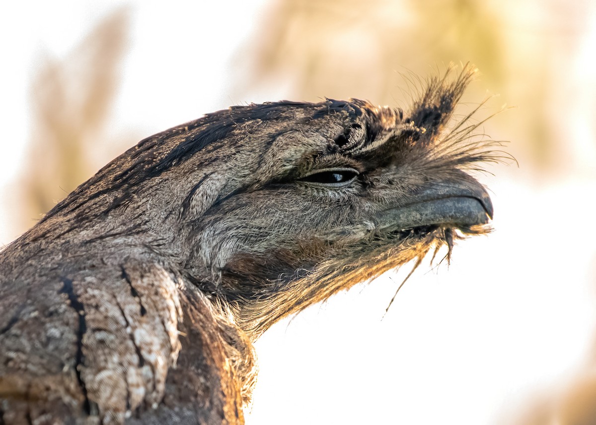 Tawny Frogmouth - ML620631025