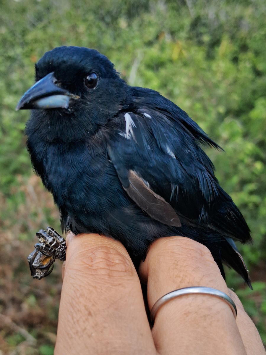 White-lined Tanager - ML620631026