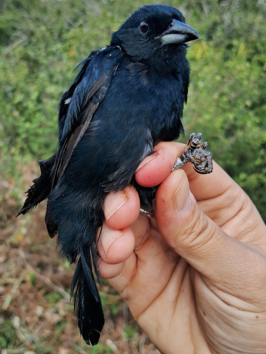 White-lined Tanager - ML620631027