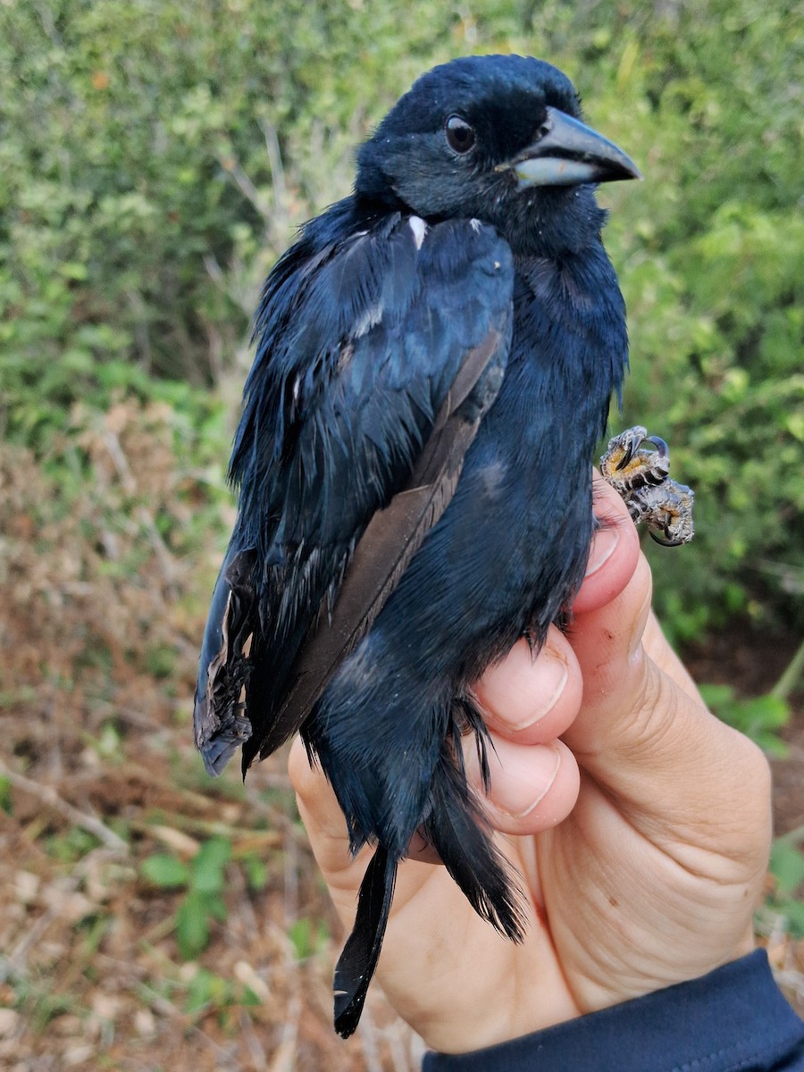 White-lined Tanager - ML620631028