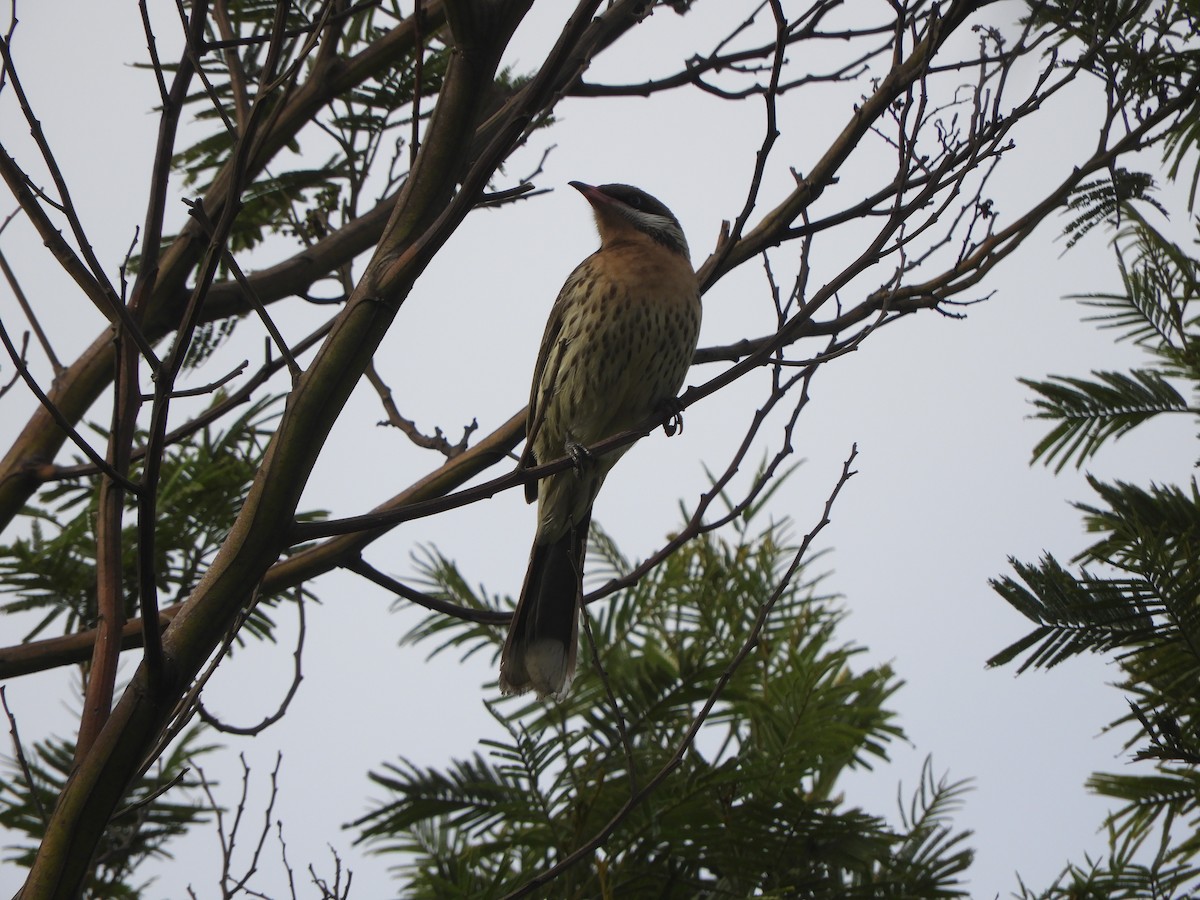 Spiny-cheeked Honeyeater - ML620631031