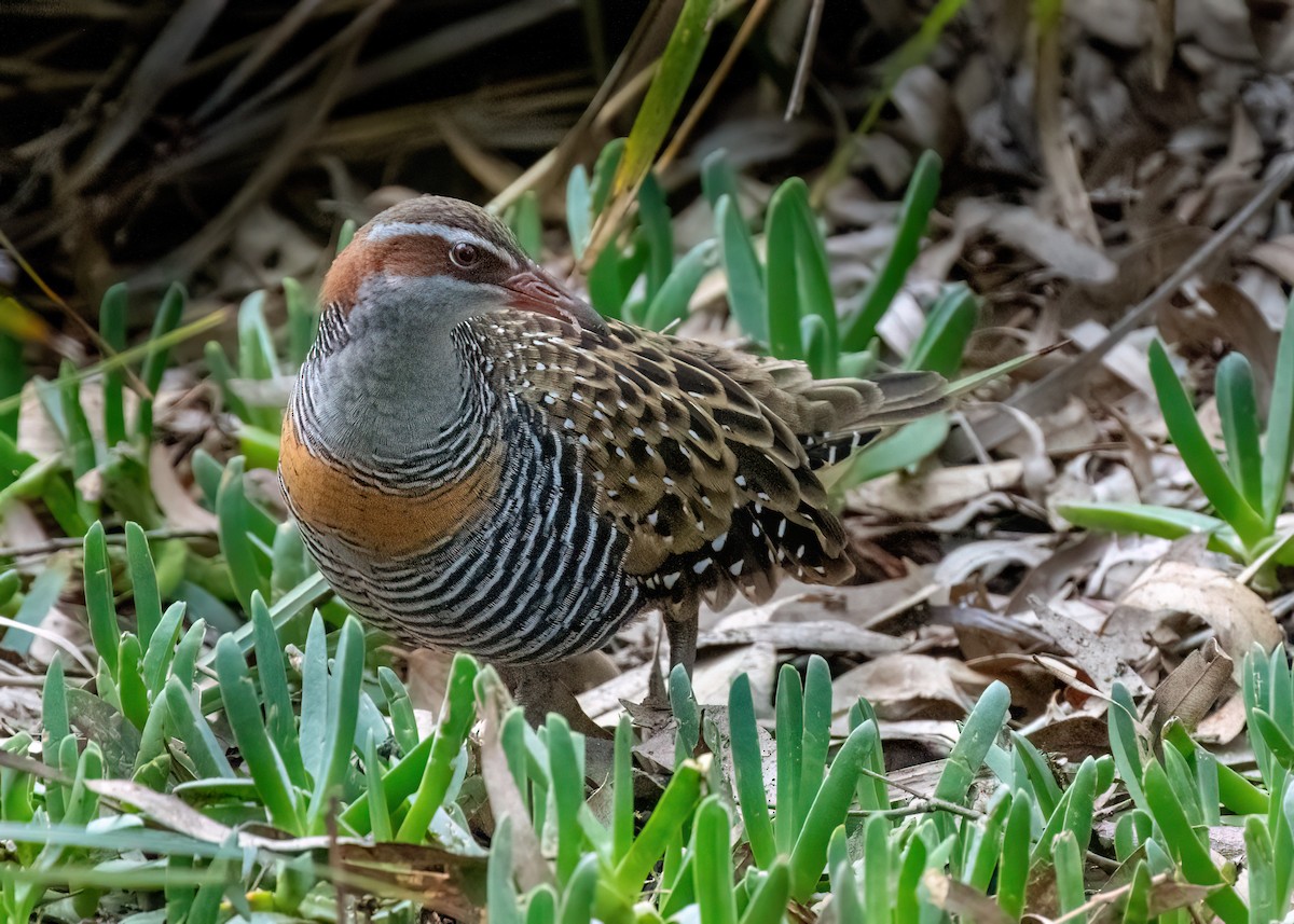 Buff-banded Rail - ML620631032