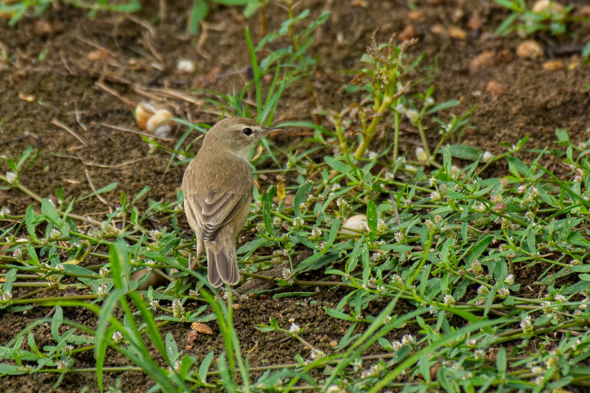 Booted Warbler - ML620631034