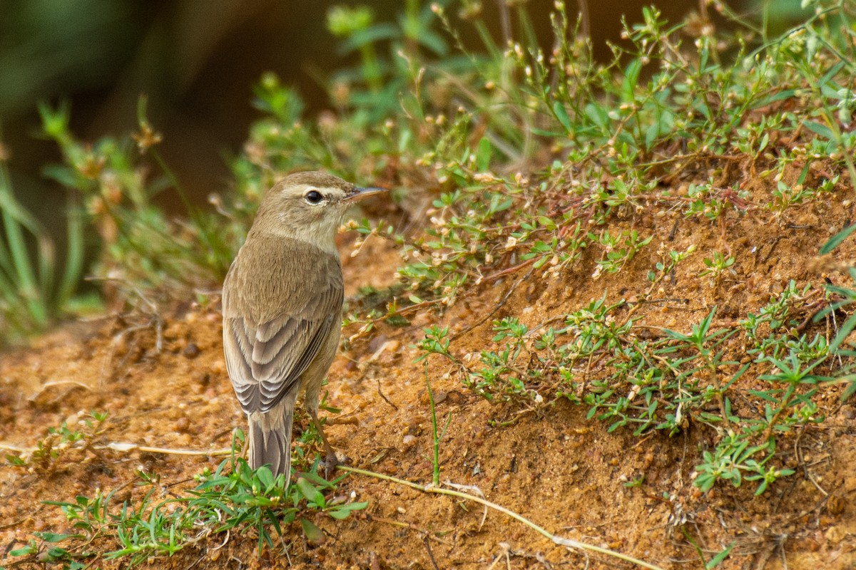 Booted Warbler - ML620631035