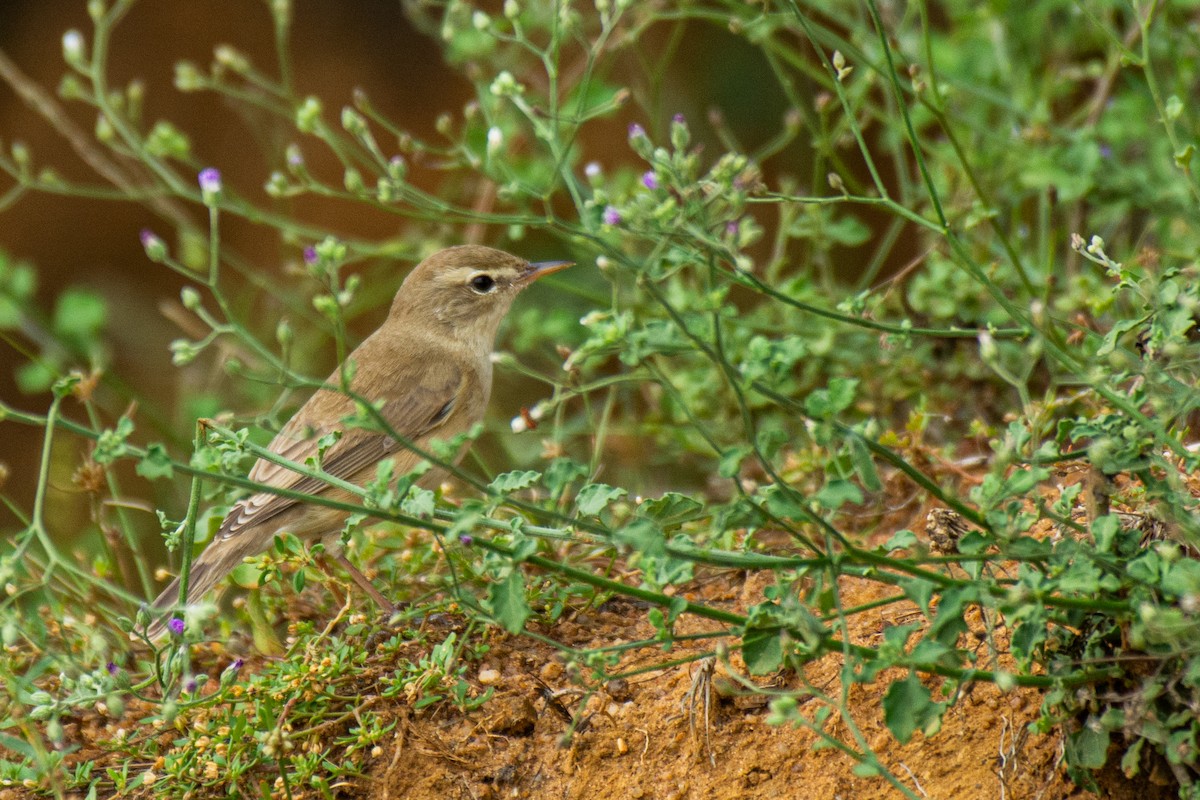 Booted Warbler - ML620631036