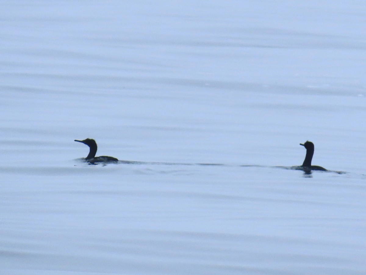 Cormorán Pelágico - ML620631037