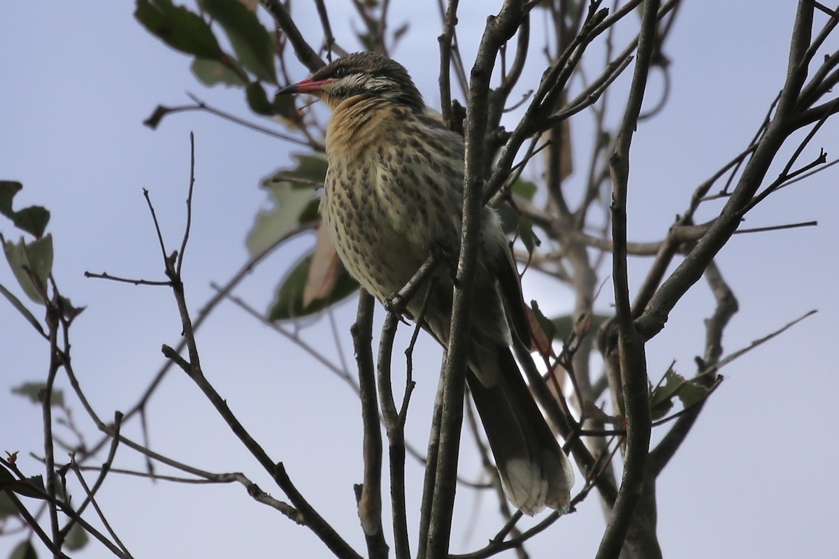 Spiny-cheeked Honeyeater - ML620631038